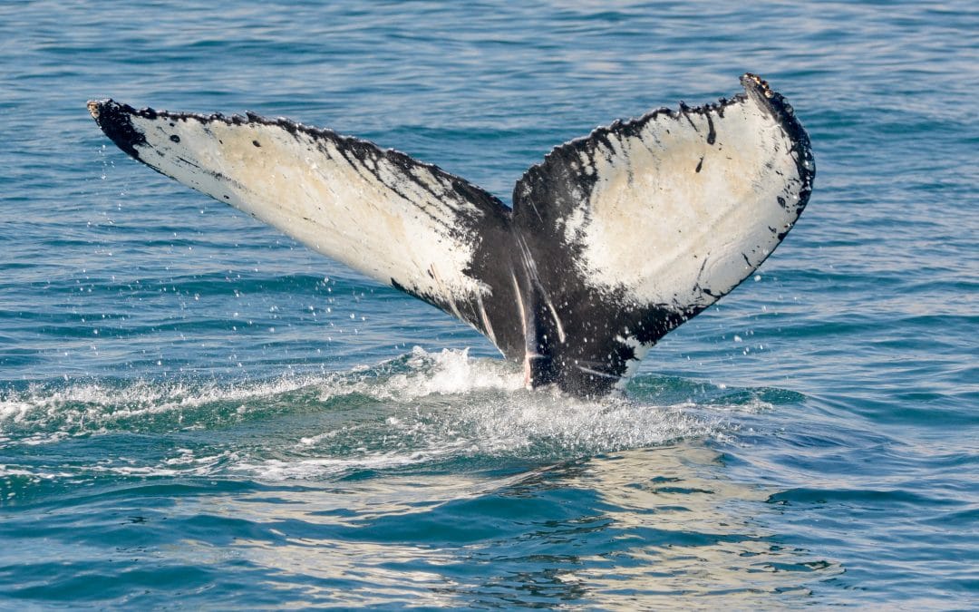 The whales continue to be amazing – September 11, 2018