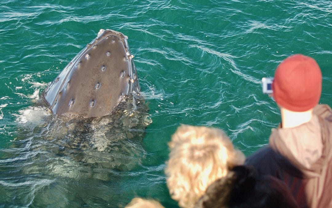 We still have whales! – October 9, 2018
