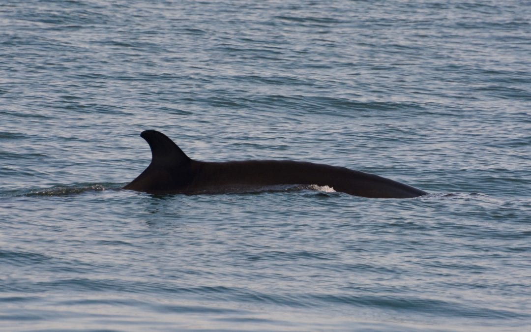 Minkes and a Finback – July 11, 2019