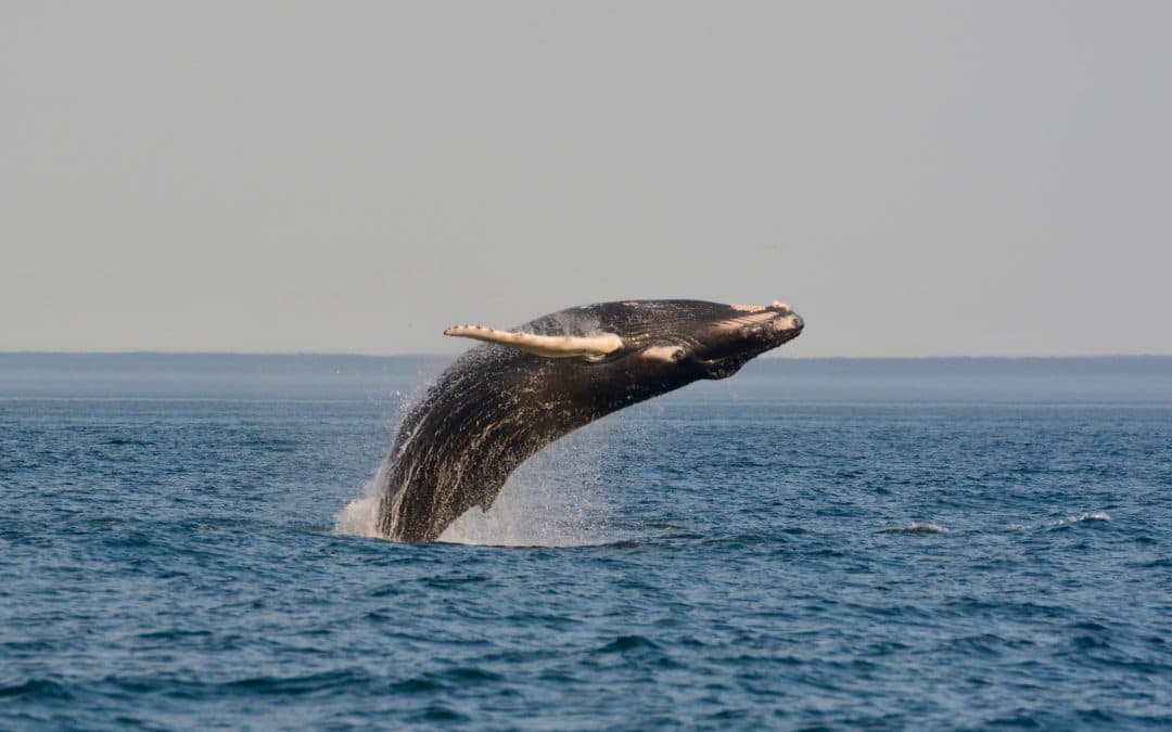 Humpbacks Offshore – July 17, 2019