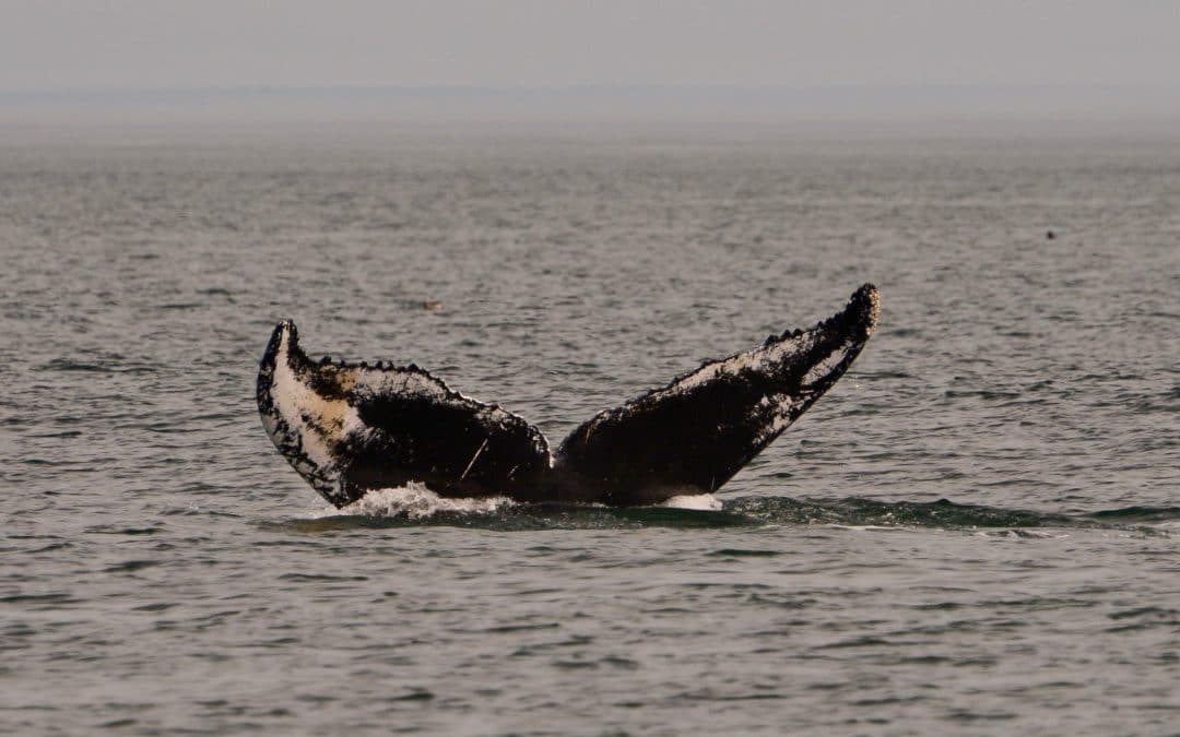 Another Day Offshore with Humpbacks – July 18, 2019