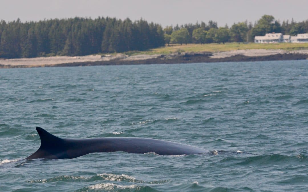 SW winds in Fundy – July 28, 2019