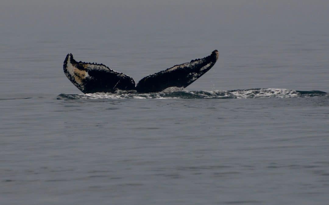 The fog lifts and we can head offshore! – August 1, 2019