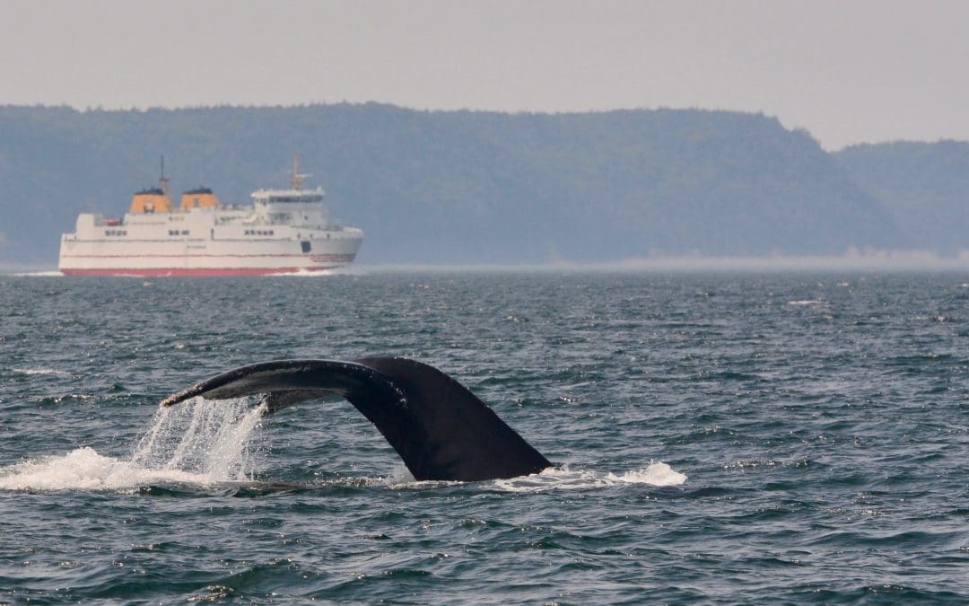 Fins and humps offshore and a fin and minke inshore – August 3, 2019