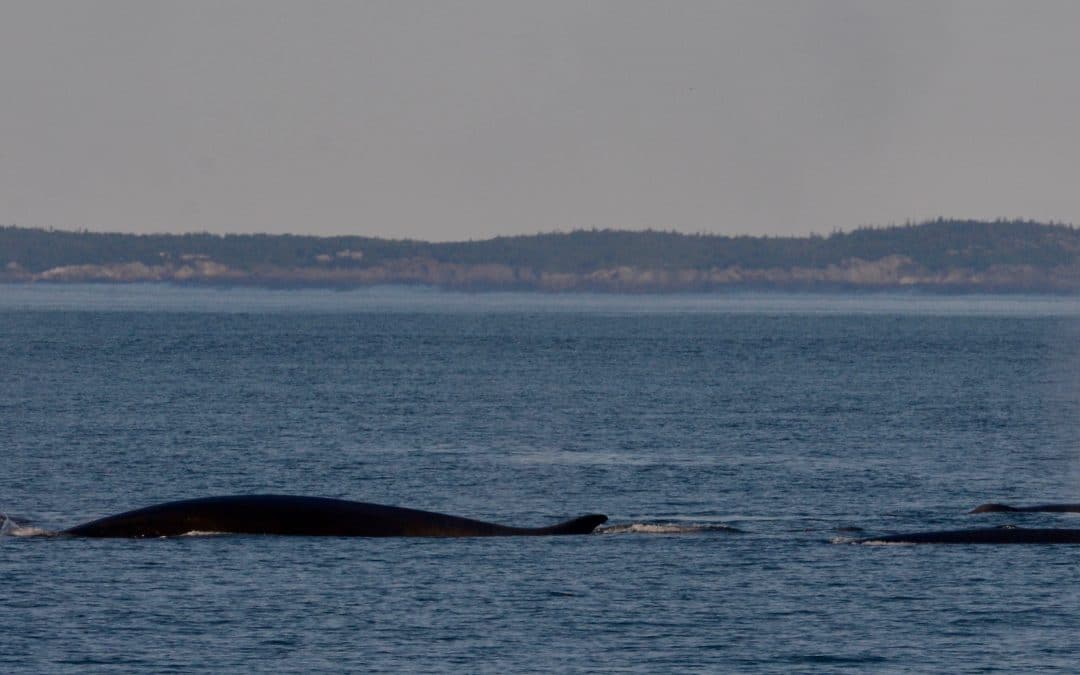 Finbacks leave us all in awe – August 6, 2019