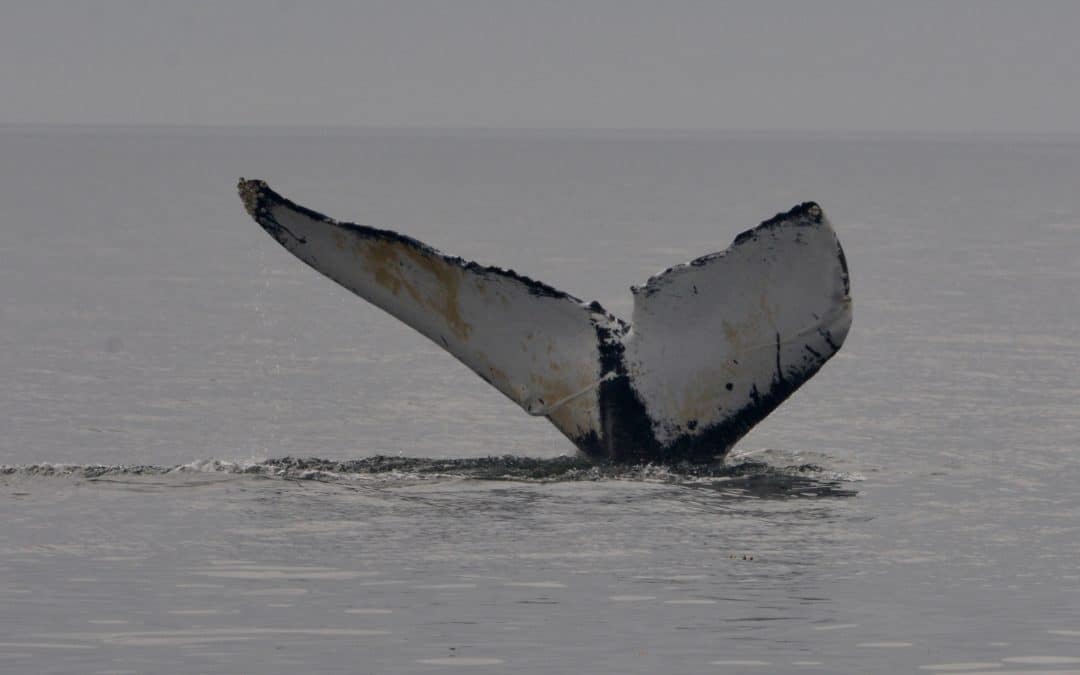 Another great day to be on the Bay of Fundy – August 7, 2019