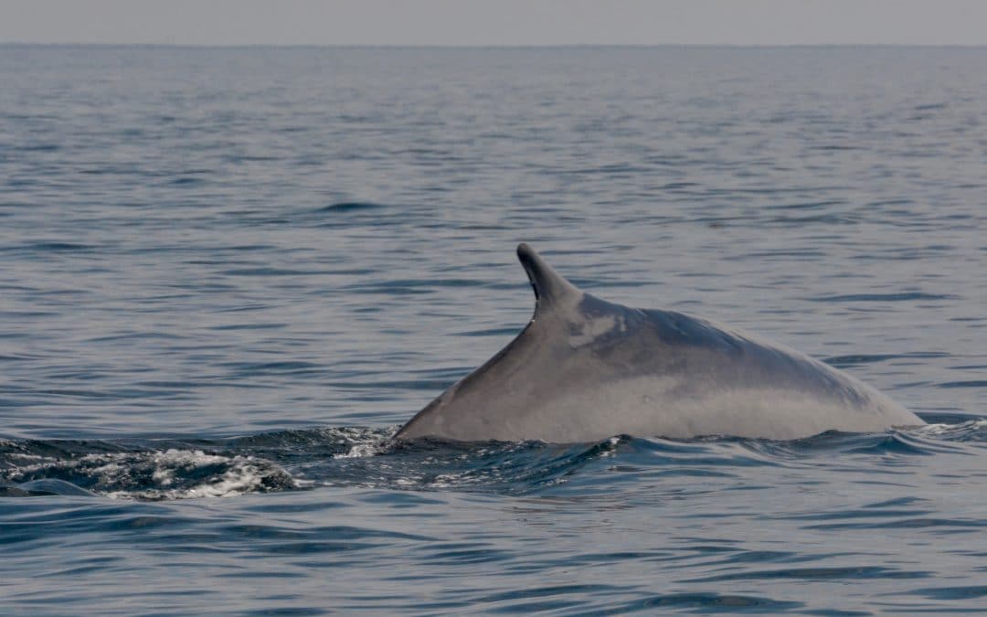 Welcome Tornado and her 2019 calf to our little part of the Bay of Fundy – August 13, 2019