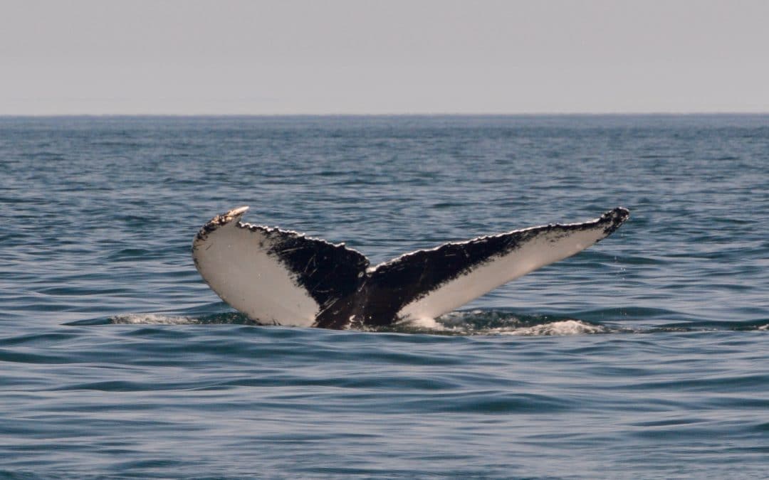 Welcome Pluma to our part of Fundy – August 14, 2019