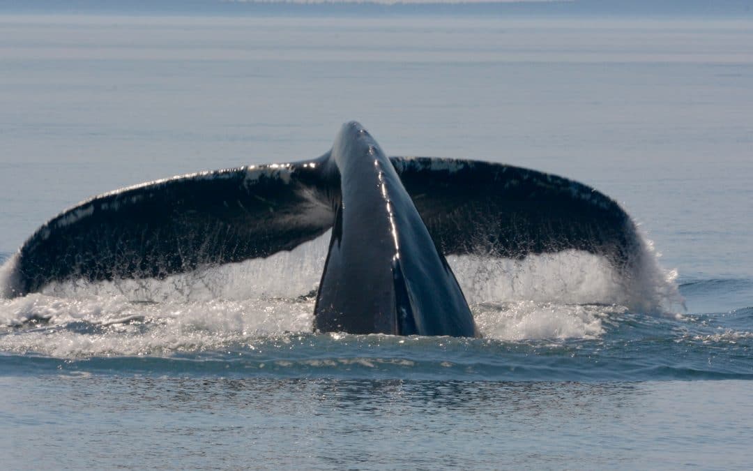 Calm Seas and Humpbacks – August 16, 2019