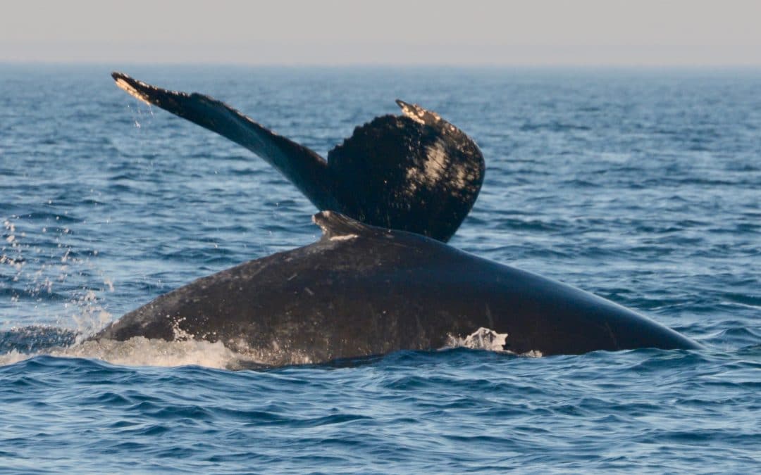 Feeding Fins Inside and Feeding Humps Offshore – August 21, 2019