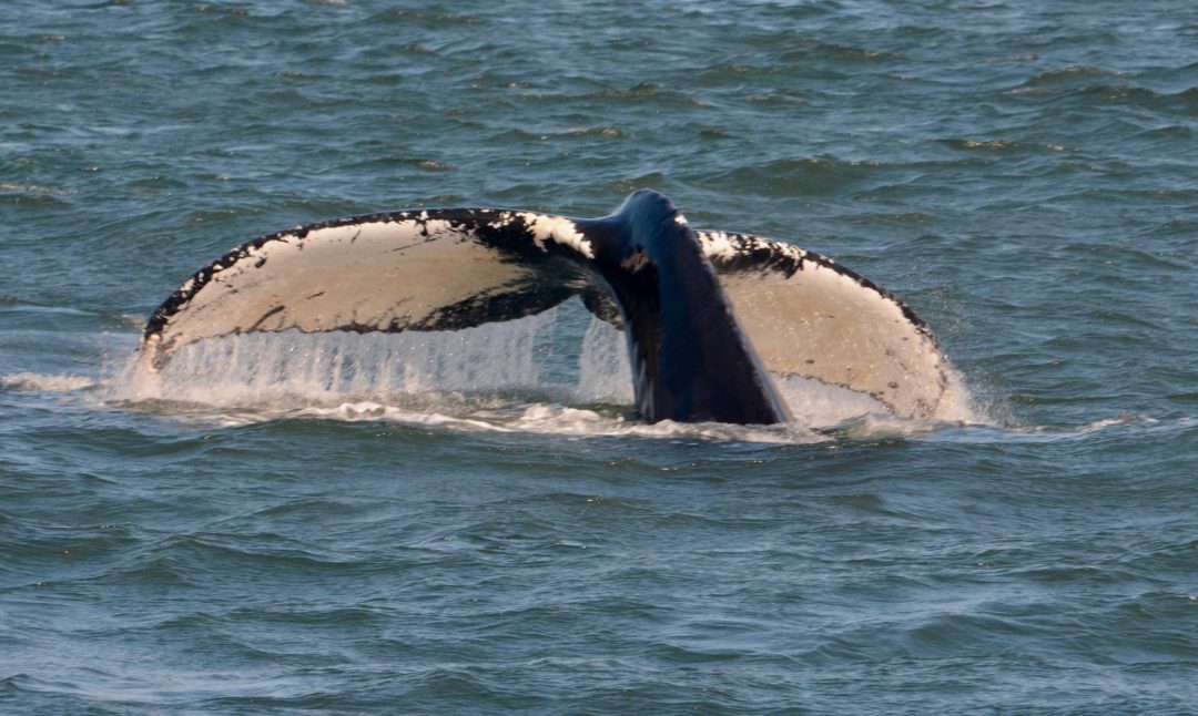 Humpbacks, finbacks and minkes all in the Islands – October 1, 2019
